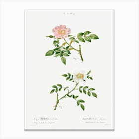 Dog Rose And Wild Rose, Pierre Joseph Redoute Canvas Print