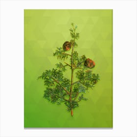 Vintage Mediterranean Cypress Botanical Art on Love Bird Green n.0414 Canvas Print