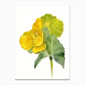 Marsh Marigold Wildflower Watercolour 2 Canvas Print