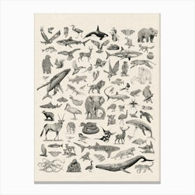 Wildlife of the World Illustrated Animals Print Canvas Print