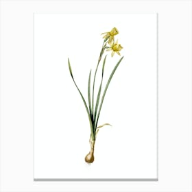 Vintage Narcissus Calathinus Botanical Illustration on Pure White n.0547 Canvas Print
