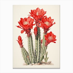 Vintage Cactus Illustration Woolly Torch Cactus 2 Canvas Print