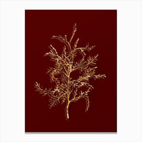 Vintage Sictus Tree Botanical in Gold on Red n.0565 Canvas Print