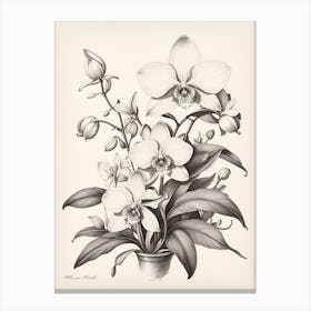 Orchids Canvas Print