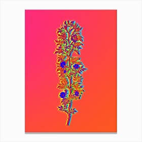 Neon Cuspidate Rose Botanical in Hot Pink and Electric Blue n.0037 Canvas Print