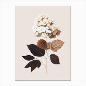 Hydrangea Root Spices And Herbs Retro Minimal 2 Canvas Print