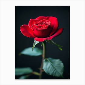 Red Rose 22 Canvas Print