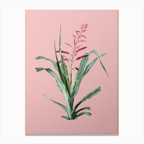 Vintage Pitcairnia Bromeliaefolia Botanical on Soft Pink n.0861 Canvas Print