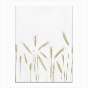 Wheat Stalks On White Background Canvas Print