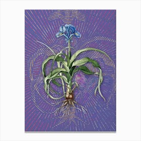 Vintage Iris Scorpiodes Botanical Illustration on Veri Peri n.0094 Canvas Print