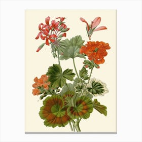 Geraniums 7 Canvas Print