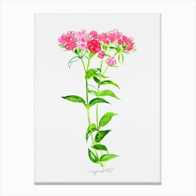 Turkish carnation Watercolor Artwork 1 Canvas Print