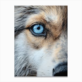 Himalayan Wolf Eye 2 Canvas Print