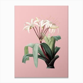 Vintage Crinum Erubescens Botanical on Soft Pink n.0905 Canvas Print