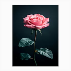 Pink Rose Isolated On Black Background 2 Canvas Print