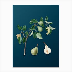 Vintage Pear Botanical Art on Teal Blue n.0760 Canvas Print