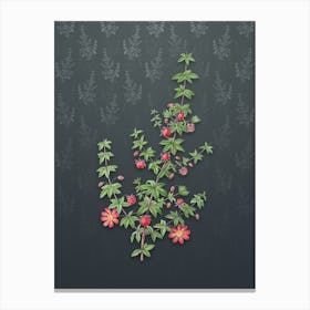 Vintage Madder Leaf Bauera Botanical on Slate Gray Pattern Canvas Print