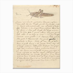 Locust, Luigi Balugani Canvas Print