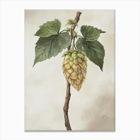 Hops Drawing Vintage Canvas Print