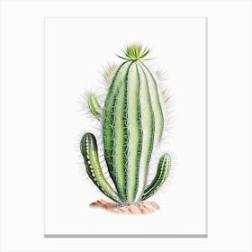 Rhipsalis Cactus Marker Art 2 Canvas Print