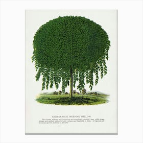 Vintage Botanical Weeping Willow Tree Lithograph Art Print _2697918 Canvas Print