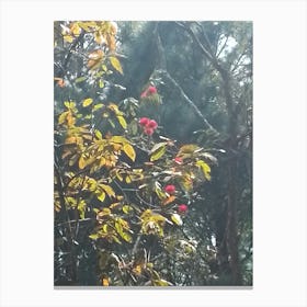 Rhododendrons In A Forest 3 By Binod Dawadi Canvas Print