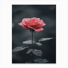 Single Rose 13 Canvas Print