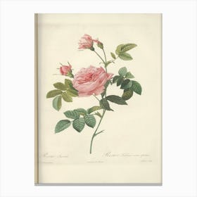 Rose Illustration, Pierre Joseph Redoute (2) 1 Canvas Print