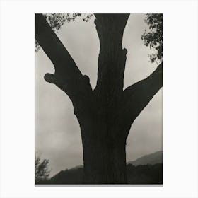 The Dying Chestnut (1919), Alfred Stieglitz Canvas Print