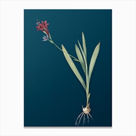 Vintage Gladiolus Mucronatus Botanical Art on Teal Blue n.0688 Canvas Print