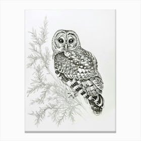 Spotted Owl Drawing 4 Canvas Print