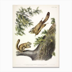  Flying Squirrel, John James Audubon Canvas Print
