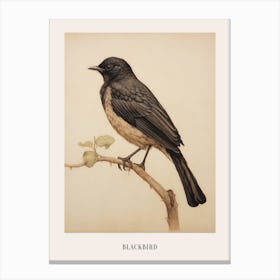 Vintage Bird Drawing Blackbird 3 Poster Canvas Print