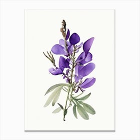 Wild Indigo Wildflower Watercolour Canvas Print