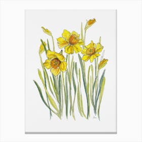 Daffodils Canvas Print