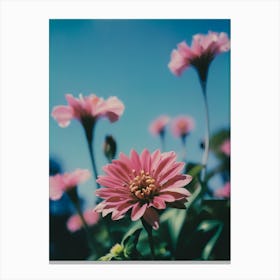 Pink Dahlias Canvas Print