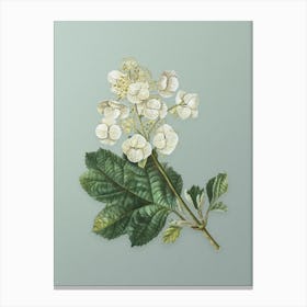 Vintage Oakleaf Hydrangea Botanical Art on Mint Green n.0498 Canvas Print