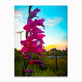 Sunset Flowers Canvas Print