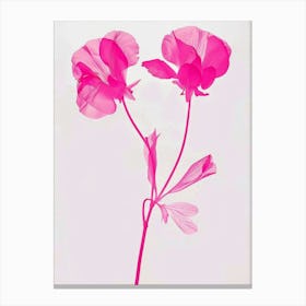 Hot Pink Sweet Pea 1 Canvas Print