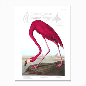 American Flamingo I Canvas Print
