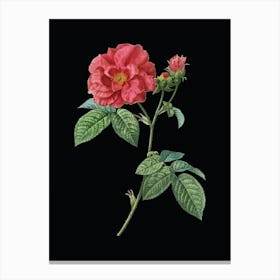 Vintage Apothecary Rose Botanical Illustration on Solid Black n.0642 Canvas Print