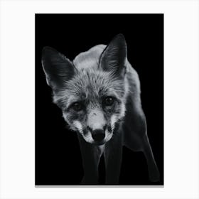 Black Fox Canvas Print