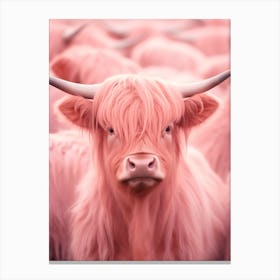 Pink Realistic Photography Of Highland Cows 3 Canvas Print