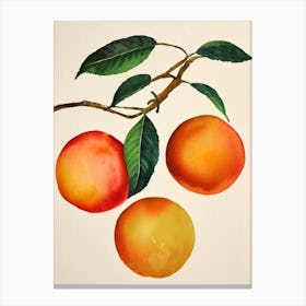 Blood Orange Watercolour Fruit Painting Fruit Canvas Print