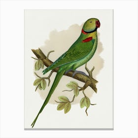 Parrot 22 Canvas Print