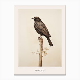 Vintage Bird Drawing Blackbird 1 Poster Canvas Print
