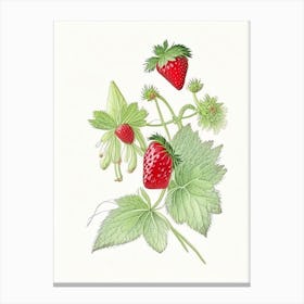 Alpine Strawberries, Plant, Quentin Blake Illustration 1 Canvas Print
