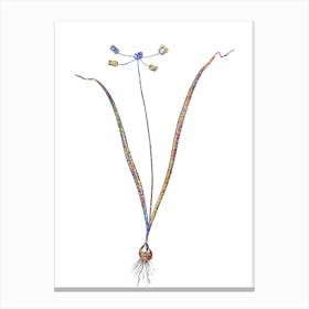 Stained Glass Allium Scorzonera Folium Mosaic Botanical Illustration on White n.0301 Canvas Print