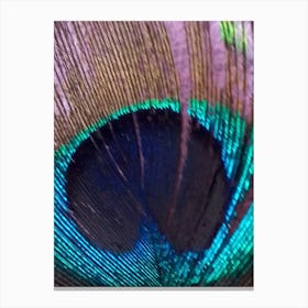 Peacock Feather By Binod Dawadi Canvas Print