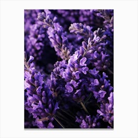 Lavender Flowers 3 Canvas Print